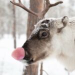 Image of reindeer with red My/Mochi ball in place of nose